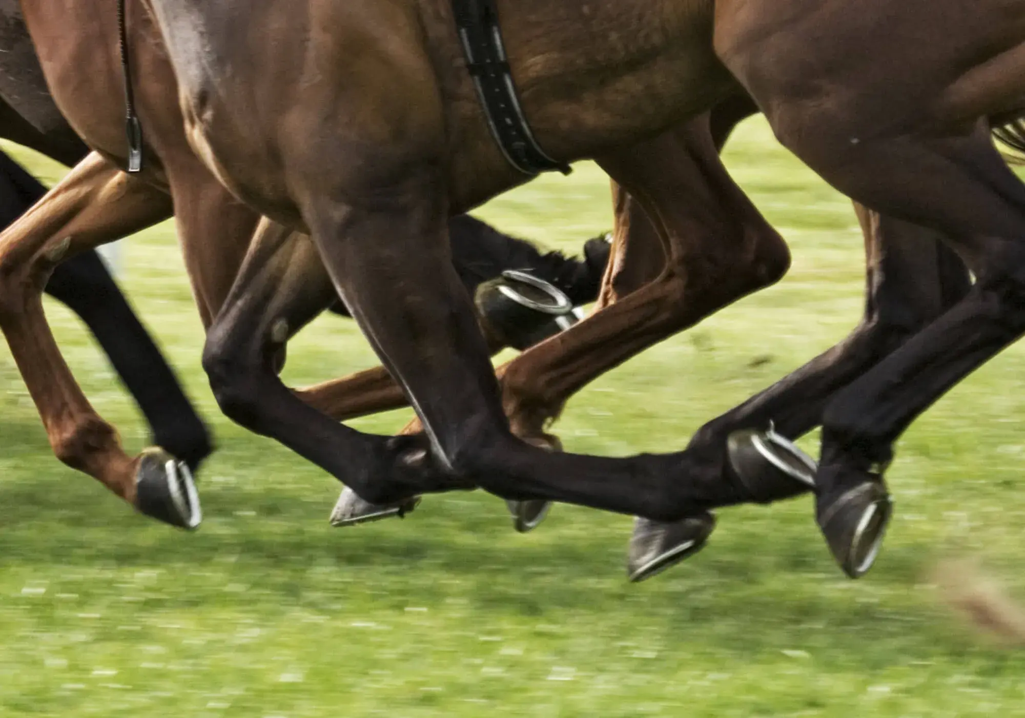 Summerhill Equine Vets practice photo 2