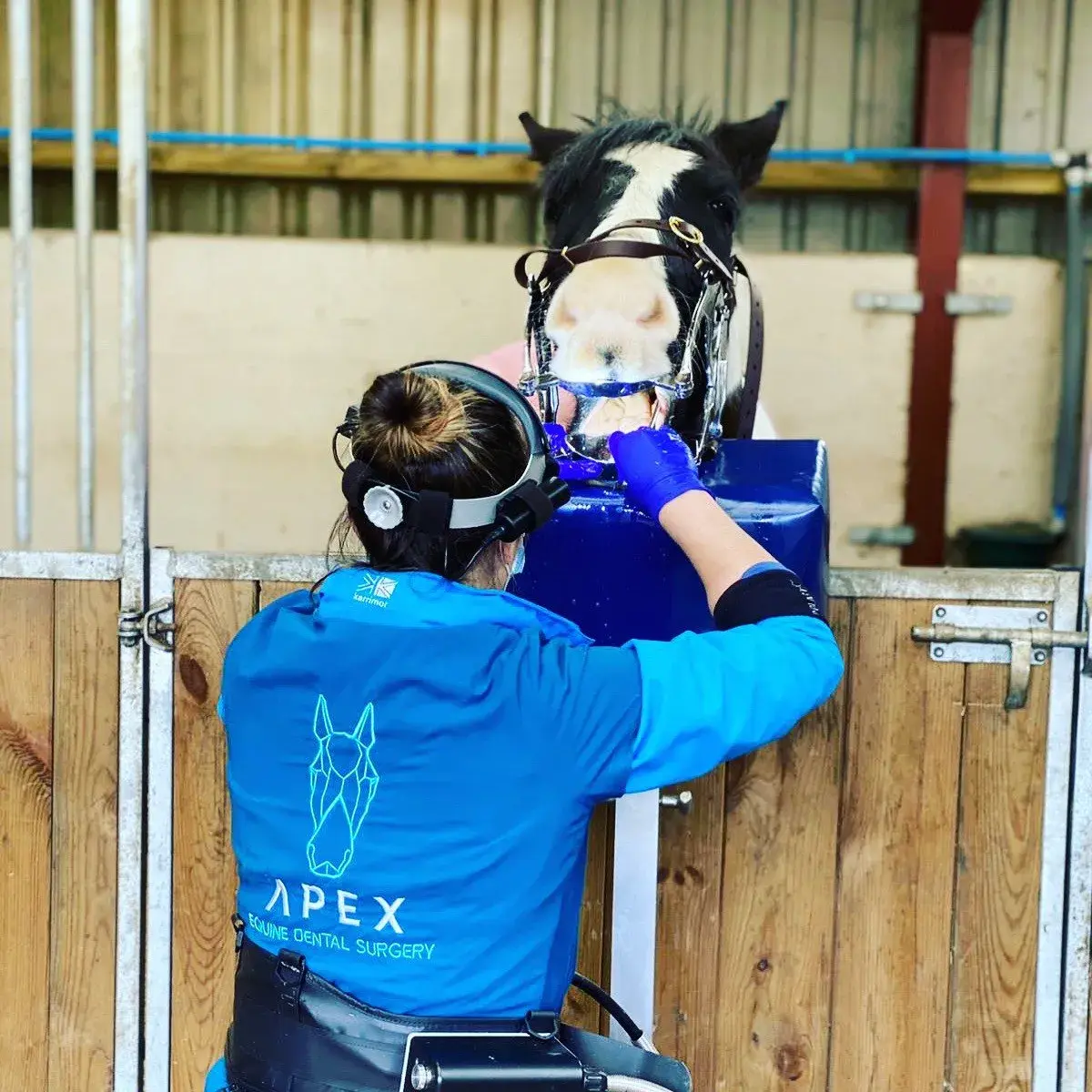 Apex Equine Dental Surgery practice photo