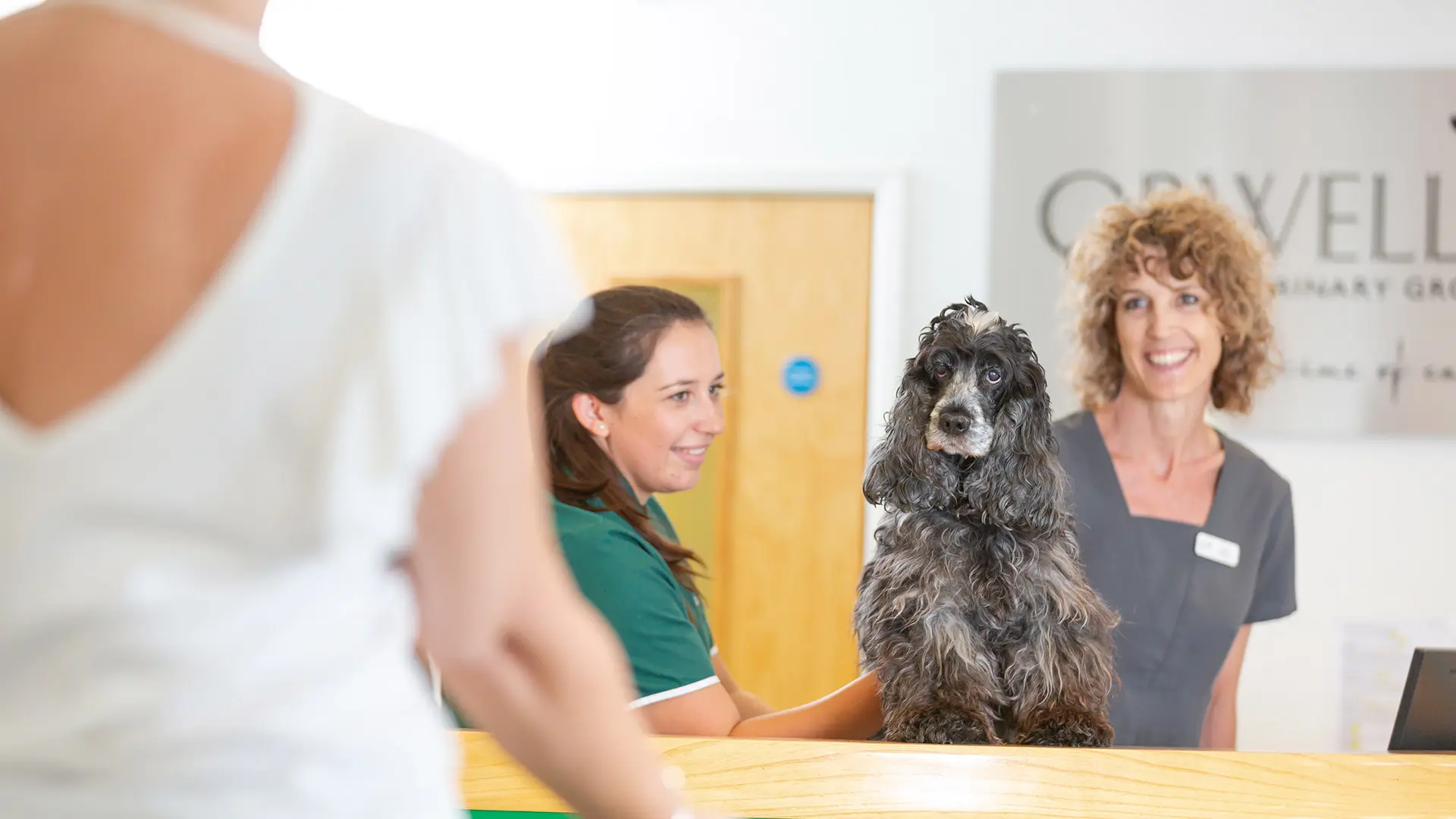 Orwell Veterinary Group - Berners Street practice photo