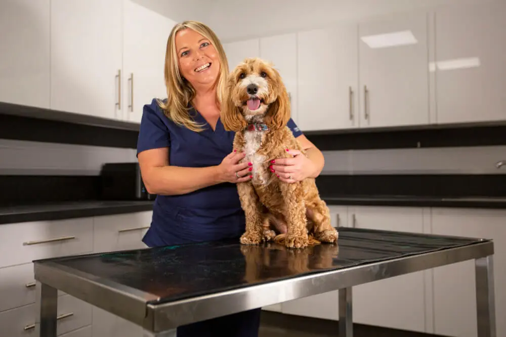 Dog being checked by Vet Nurse