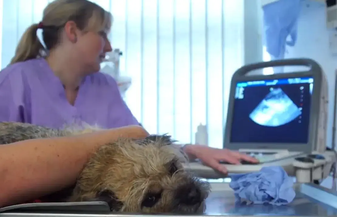 Dog receiving an ultrasound scan from a veterinarian in a clinic.