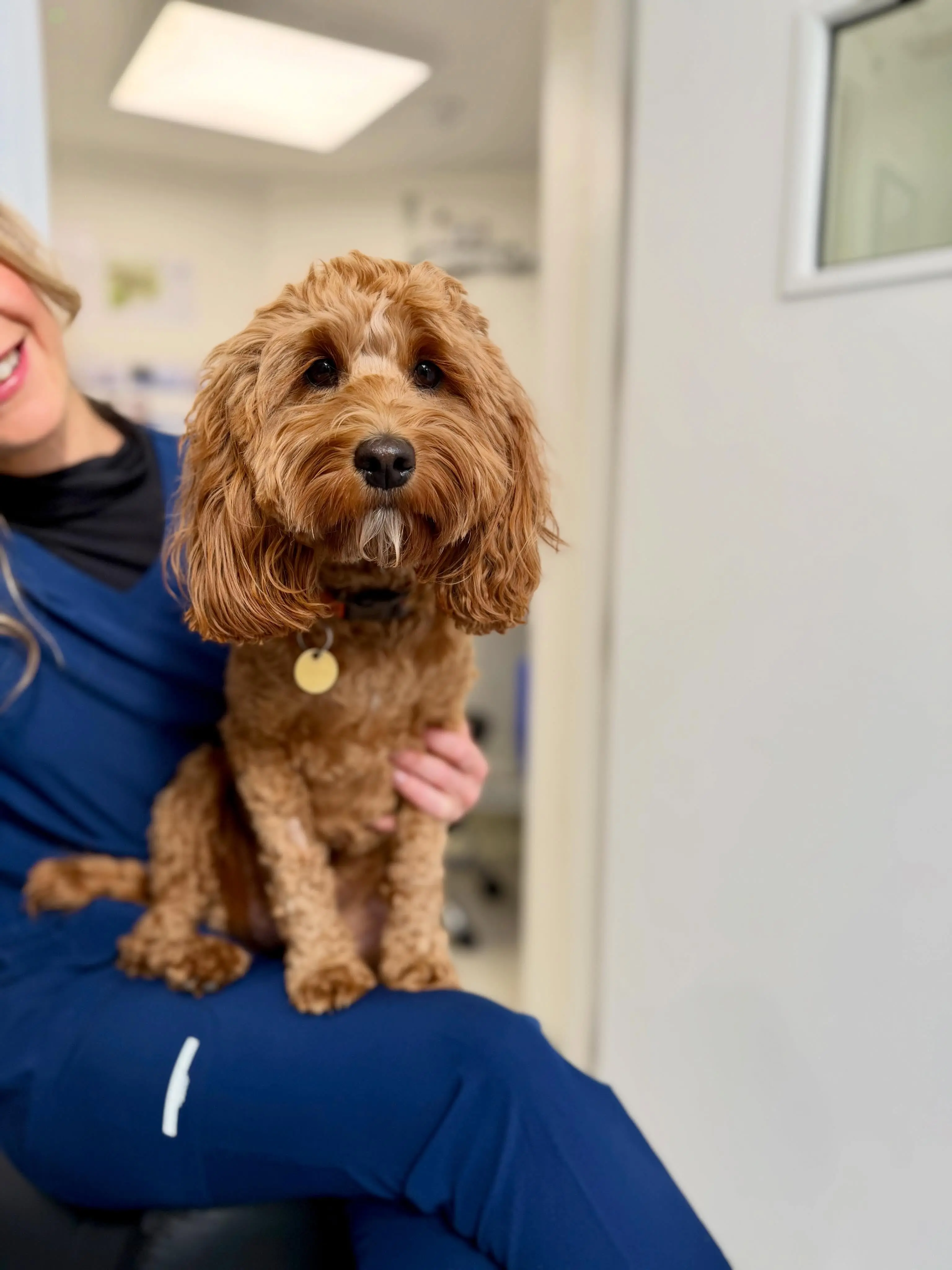The London Vet