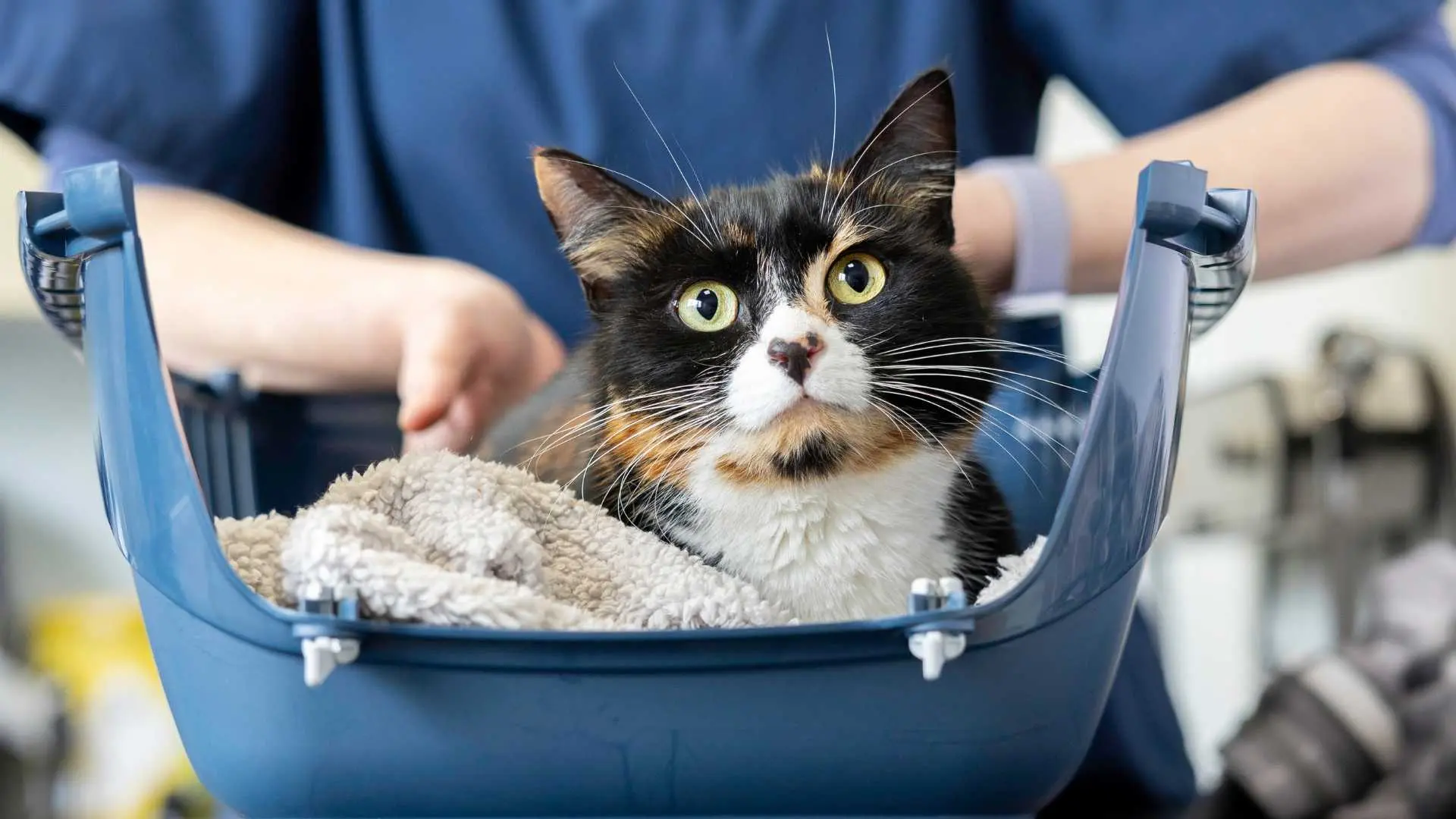 The Veterinary Cat Clinic practice photo 3