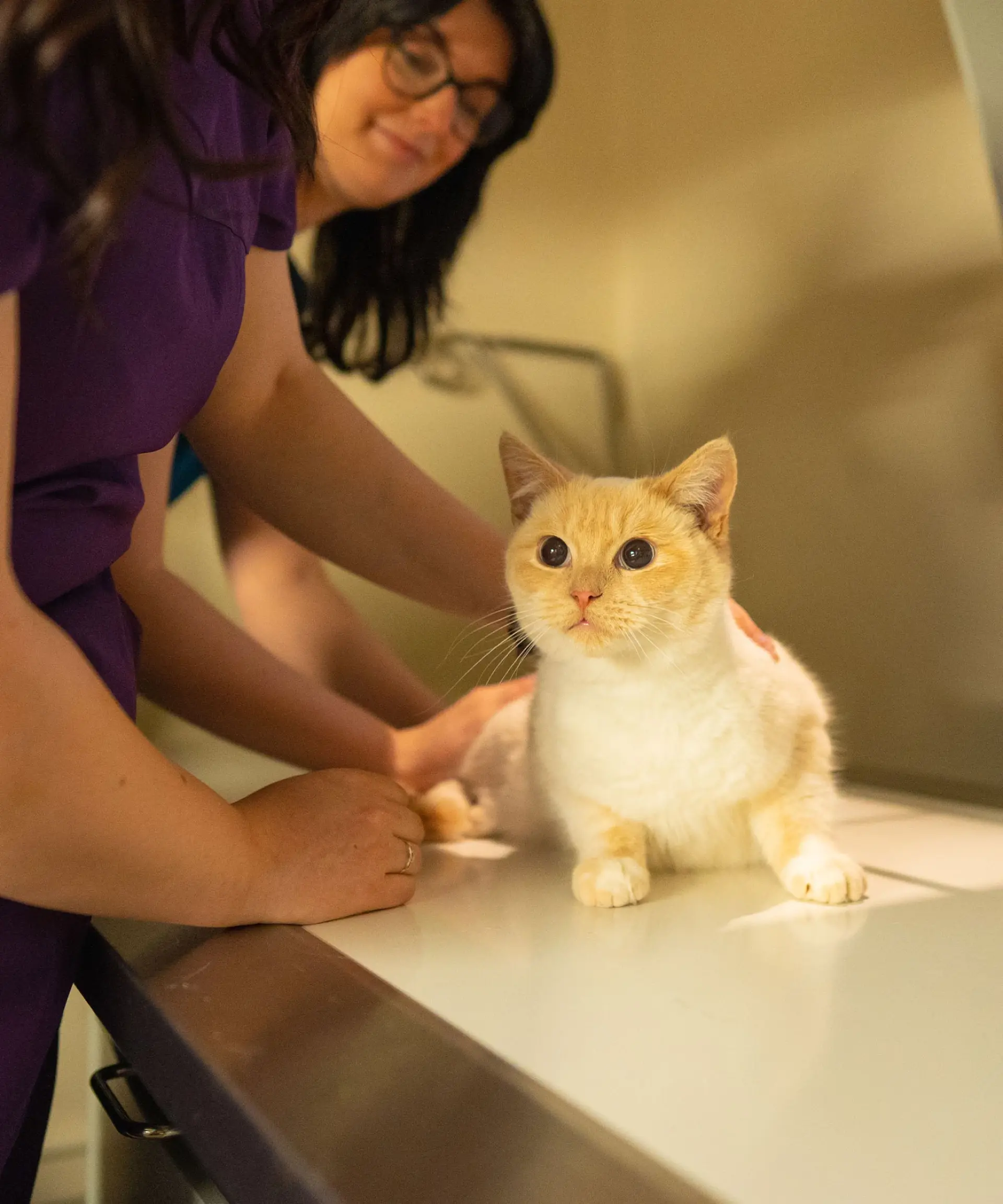 Cornerstone Veterinary Clinic practice photo 2
