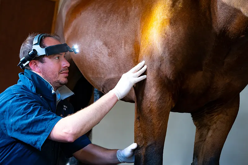 Lower House Equine Clinic practice photo 2