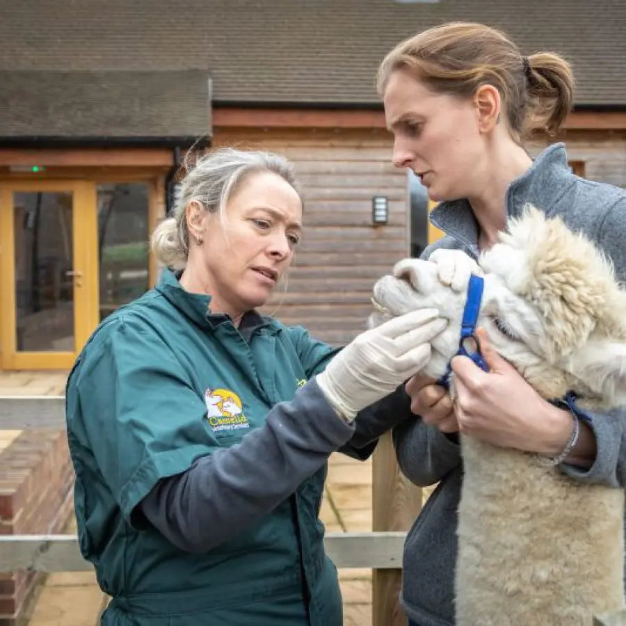 UK Alpaca Vet practice photo 2