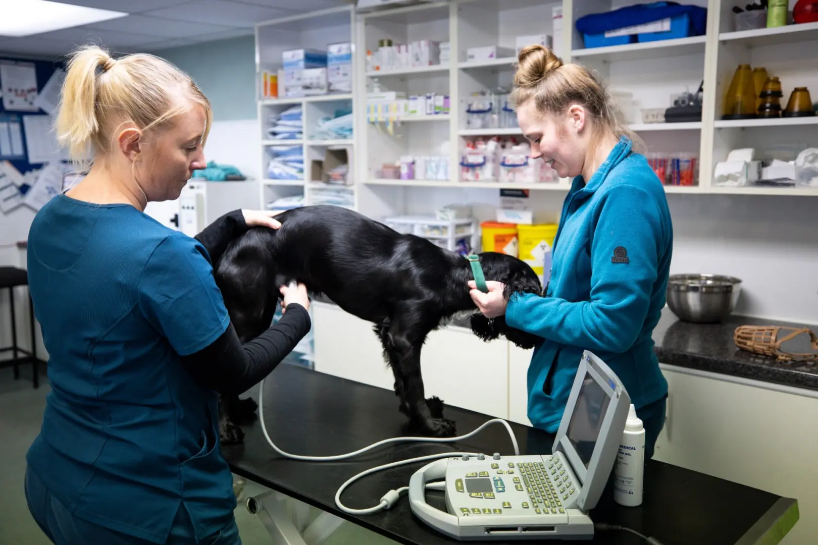 Margetts & Associates Veterinary Surgeons practice photo