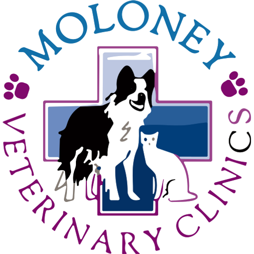 Moloney Veterinary Clinics - Takeley logo